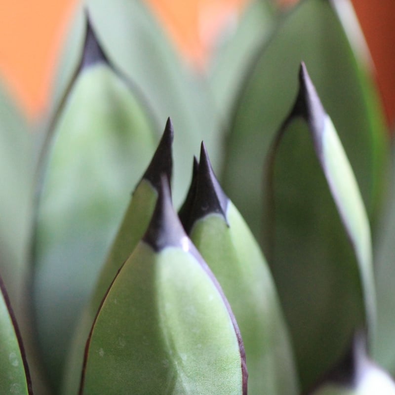 Agave Royal Spin アガベ ロイヤルスピン | hanayoshi-botanical