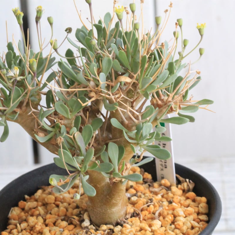 オトンナ ユーフォルビオイデス（実生）① | hanayoshi-botanical