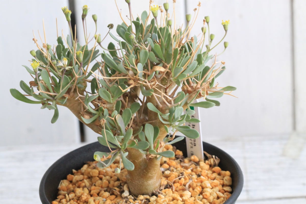 オトンナ ユーフォルビオイデス（実生）① | hanayoshi-botanical