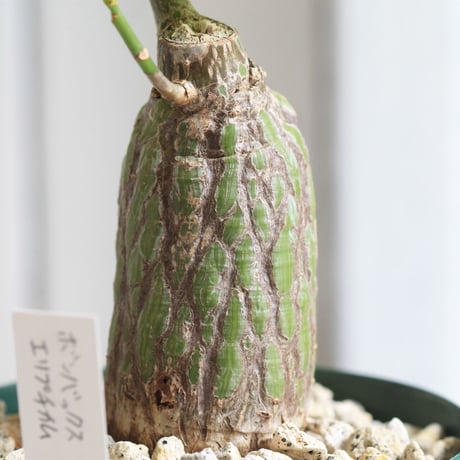 ボンバックス　エリプチカム