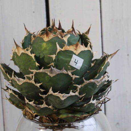Agave titanota Jupiter
