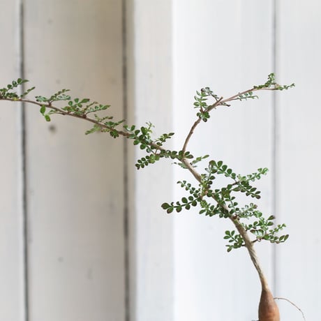 オペルクカリア　デカリー