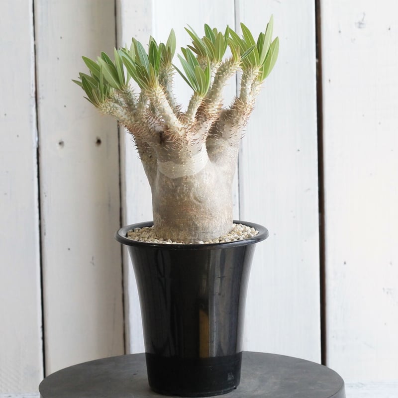 パキポディウム イノピナツム | hanayoshi-botanical