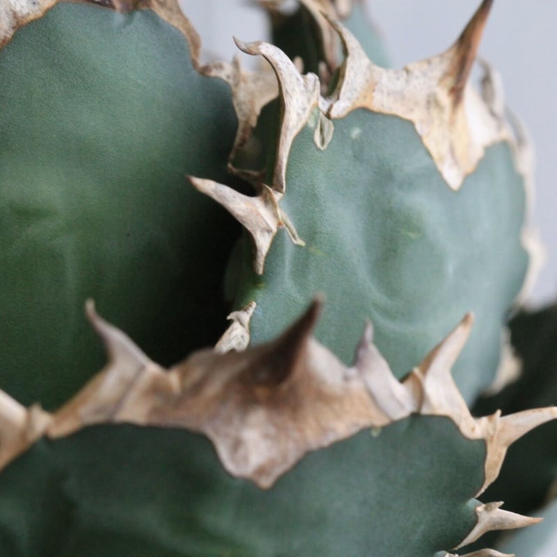 アガベ チタノタ FO-76 | hanayoshi-botanical