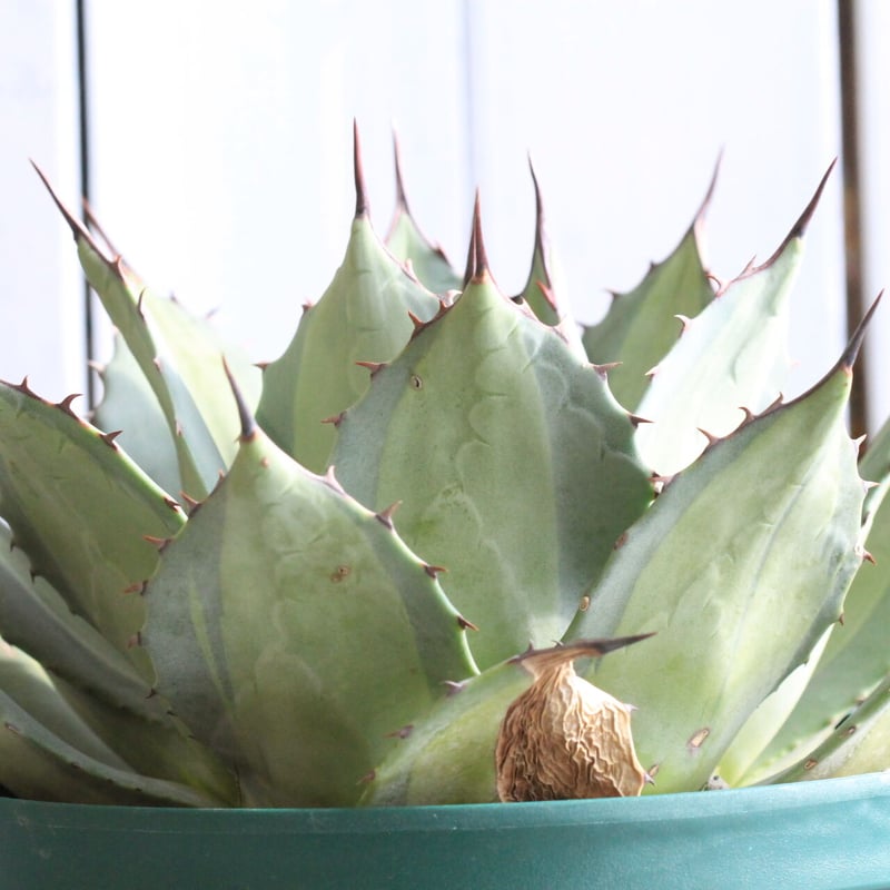 アガベ パリー錦 | hanayoshi-botanical