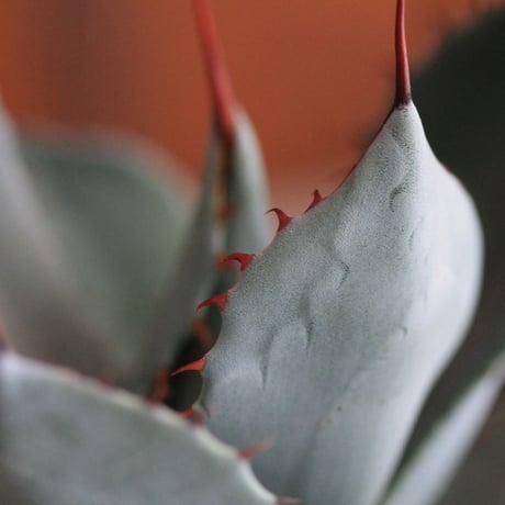Agave parry v. truncata