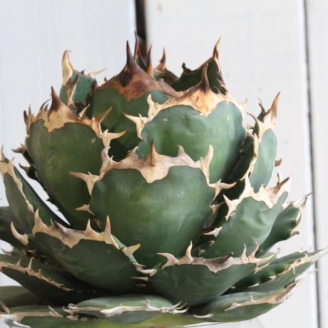 Agave titanota Jupiter
