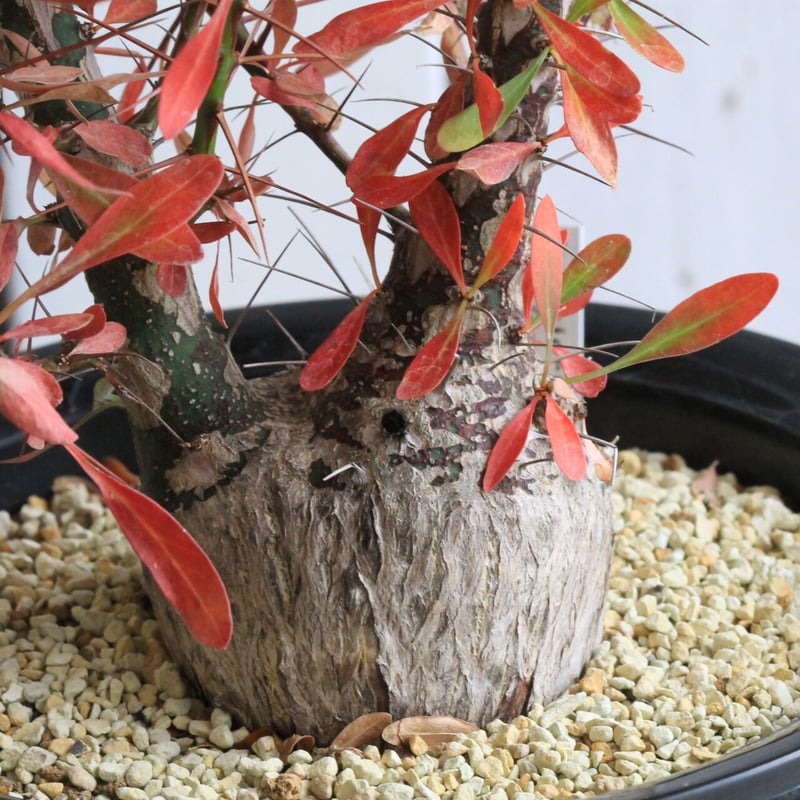 フォークイエリア ファシクラータ | hanayoshi-botanical