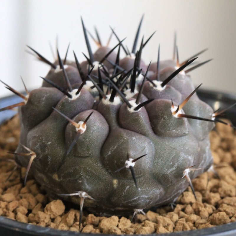 コピアポア 黒王丸 （実生） | hanayoshi-botanical