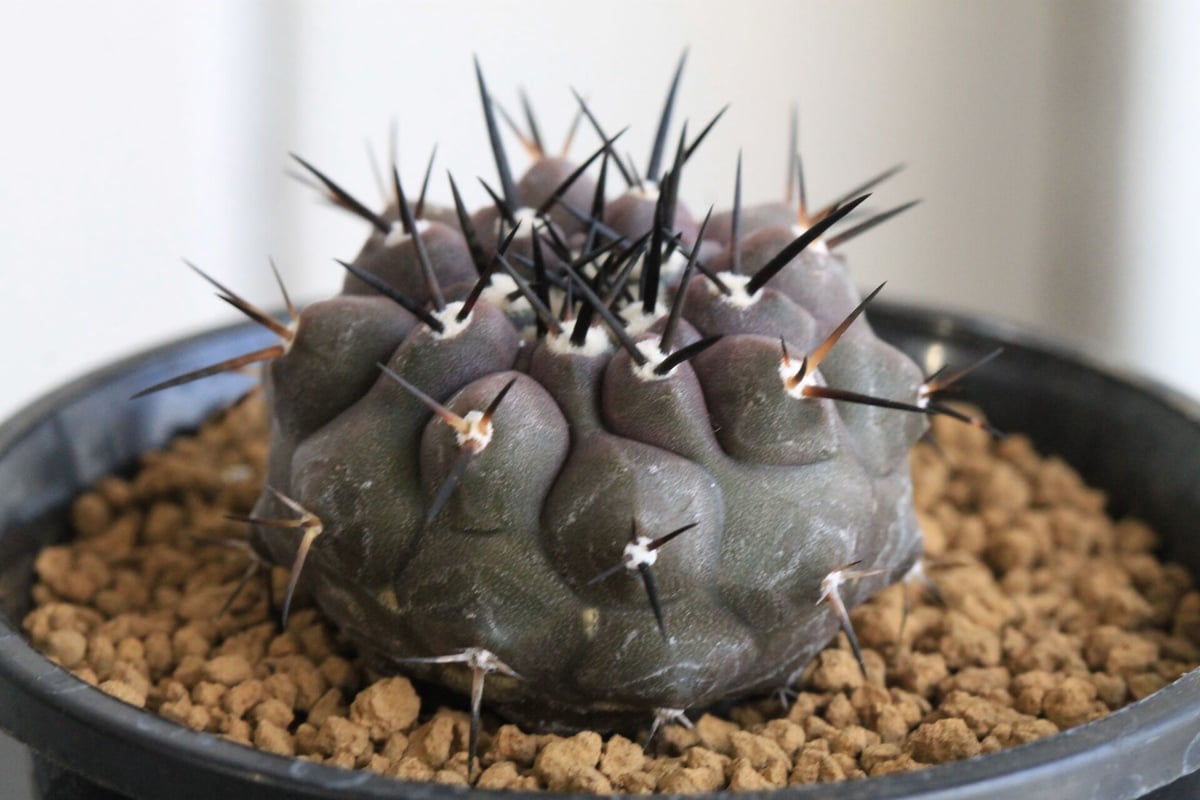 コピアポア 黒王丸 （実生） | hanayoshi-botanical