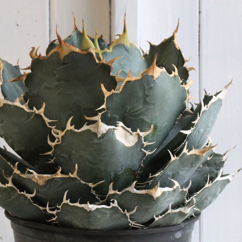 アガベ チタノタ 白鯨 現品お届け】アガベ 5号 チタノタ 白鯨（A8）｜観葉01-D1 | 観葉