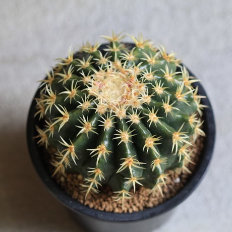 Echinocactus　プラチナ金鯱