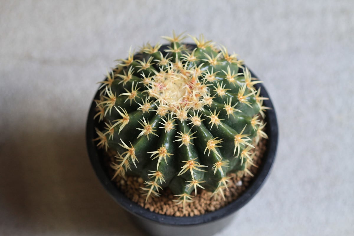 サボテン　プラチナ金鯱　実生　※鉢のまま発送 Echinocactus プラチナ金鯱 | hanayoshi-botanical