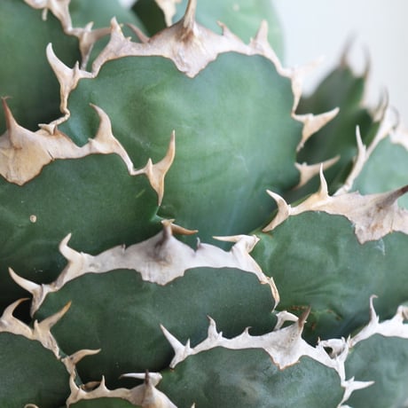 Agave titanota (N.F)