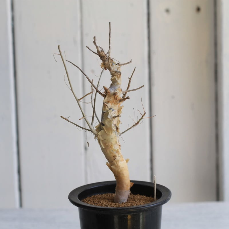 Commiphora holtziana ホルトジアナ | hanayoshi-botanical