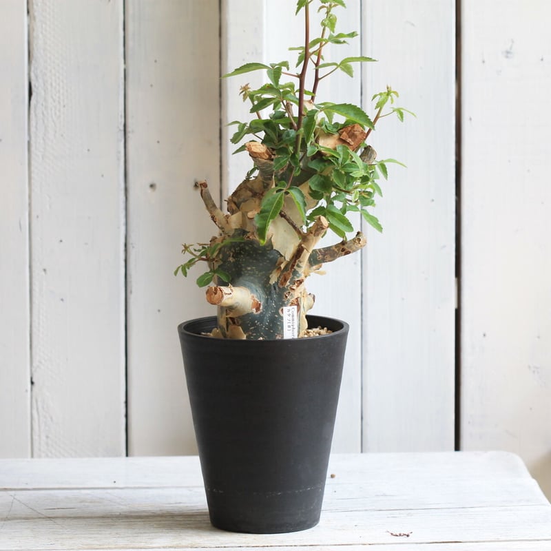 コミフォラ カタフ | hanayoshi-botanical