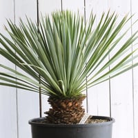 ユッカ フィリフェラ | hanayoshi-botanical