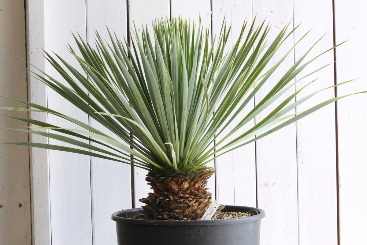 ハ*ー様 【AL1086】ユッカ　ロストラータ ユッカ ロストラータ ブルーサンダー② | hanayoshi-botanical