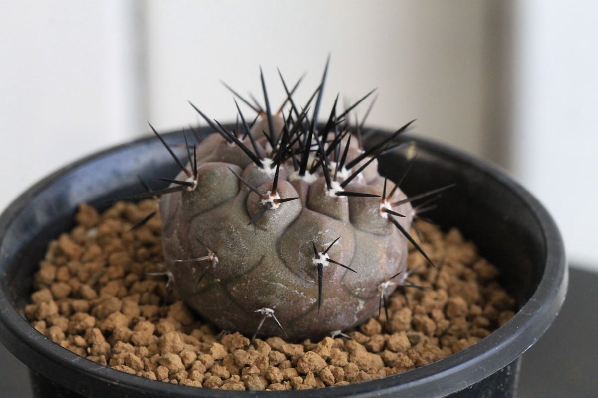 コピアポア　黒王丸　実生　購入時　　¥68000 Copiapoa cinerea【コピアポア・黒王丸・実生】 | RIMO'S GREEN