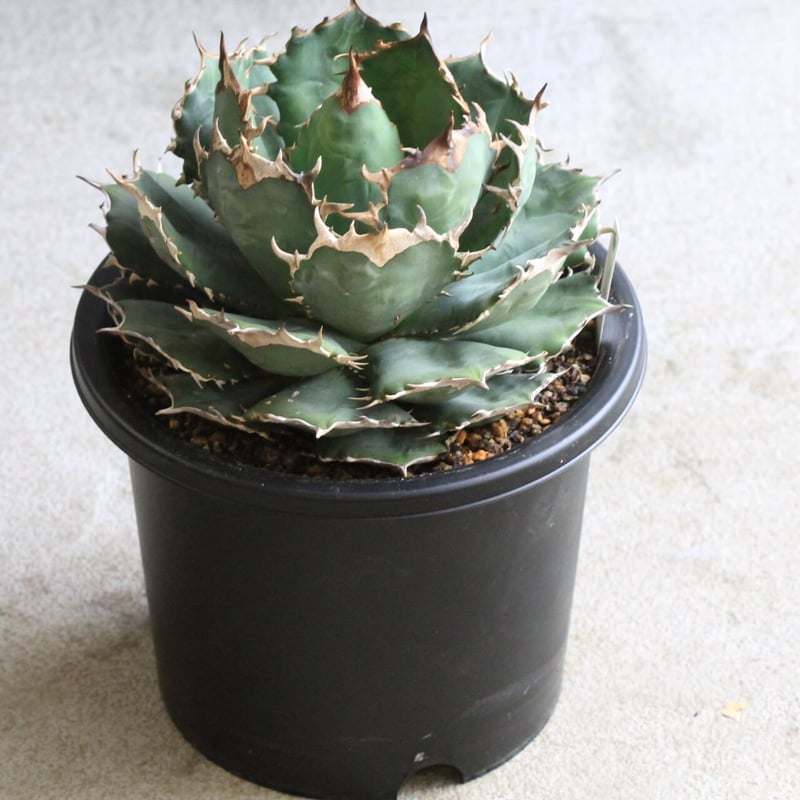 アガベチタノタFO76 アガベ チタノタ FO-76 | hanayoshi-botanical