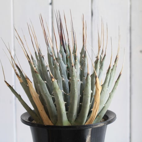 Agave　ユタエンシス　エボリスピナ