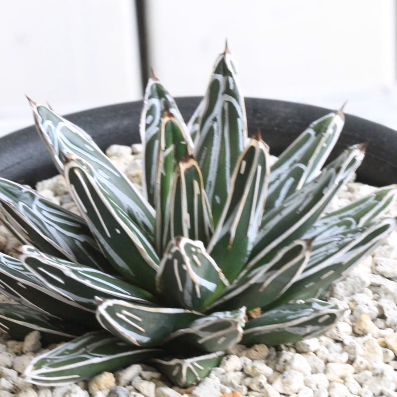 ★アガベ笹の雪★肉厚葉 濃ペンキ極上株 ☆アガベ笹の雪☆肉厚葉 濃ペンキ極上株