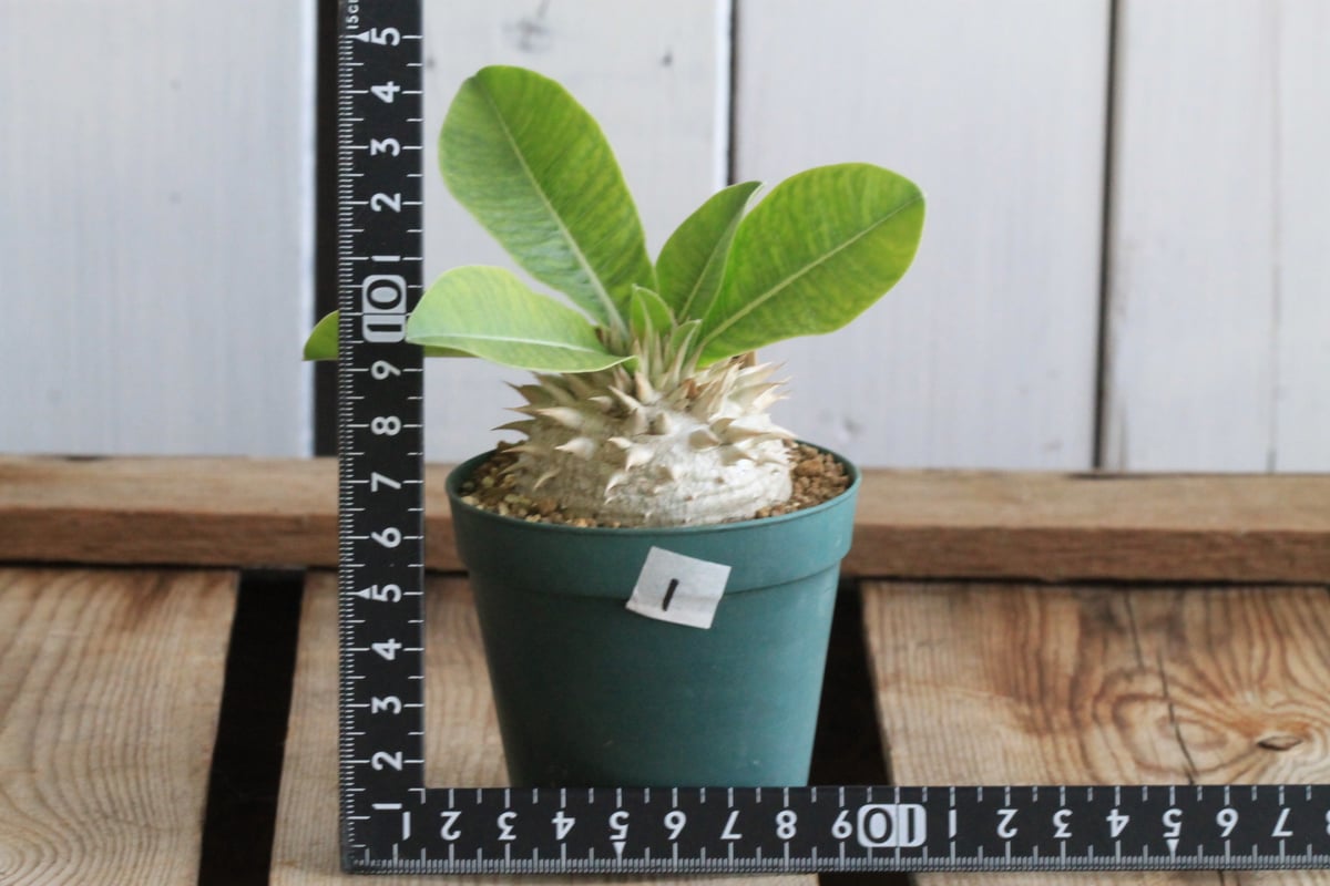 パキポディウム レウコキサンツム① | hanayoshi-botanical