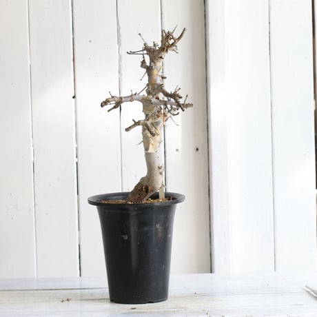 Comiphora holtziana  ホルトジアナ