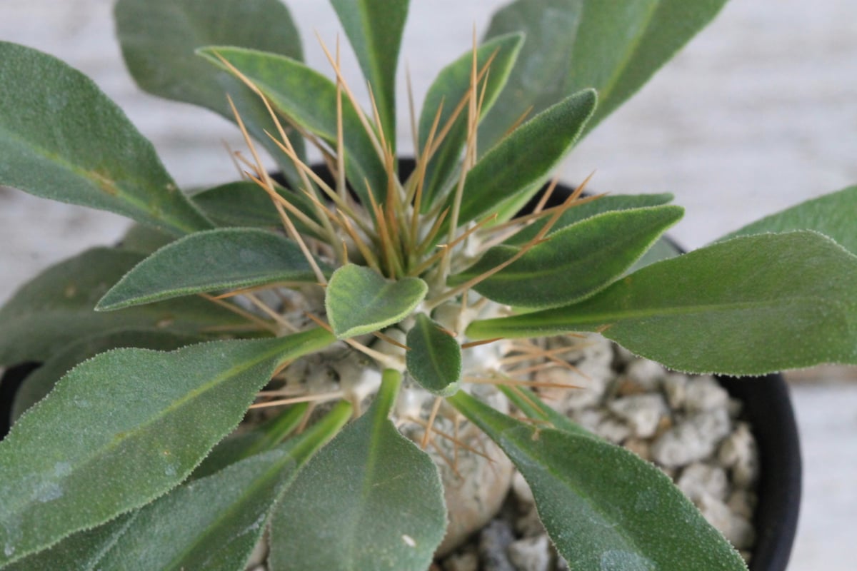 パキポディウム ナマクアナム 光堂（実生）① | hanayoshi-botanical