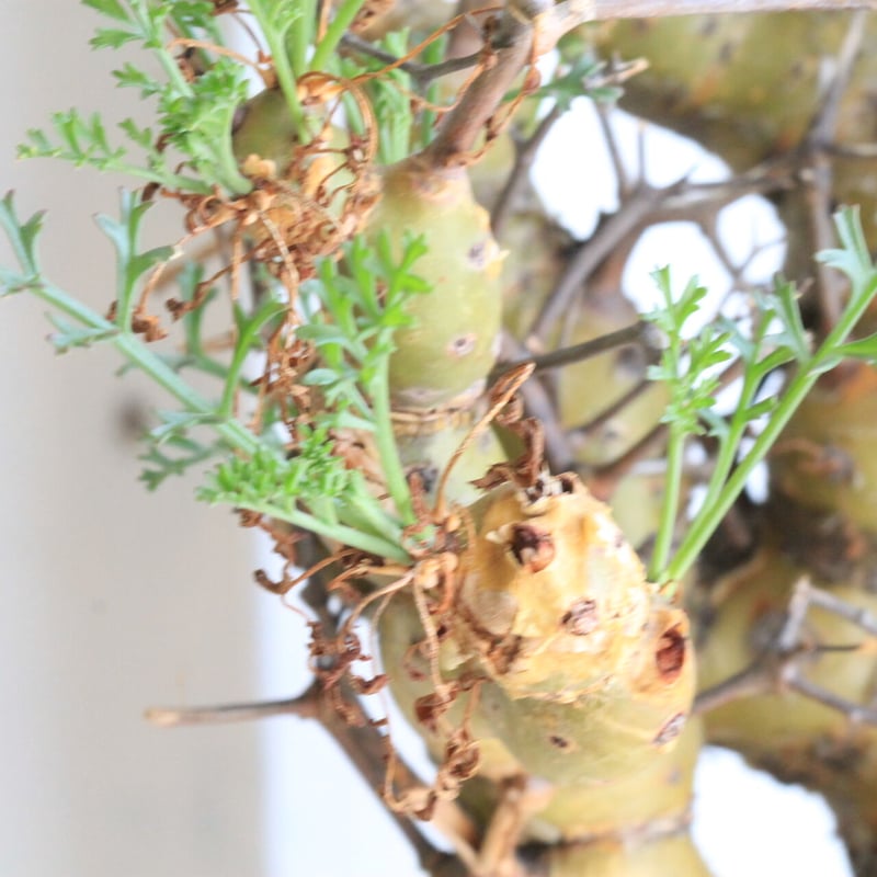 ペラルゴニウム クリズミフォリウム | hanayoshi-botanical