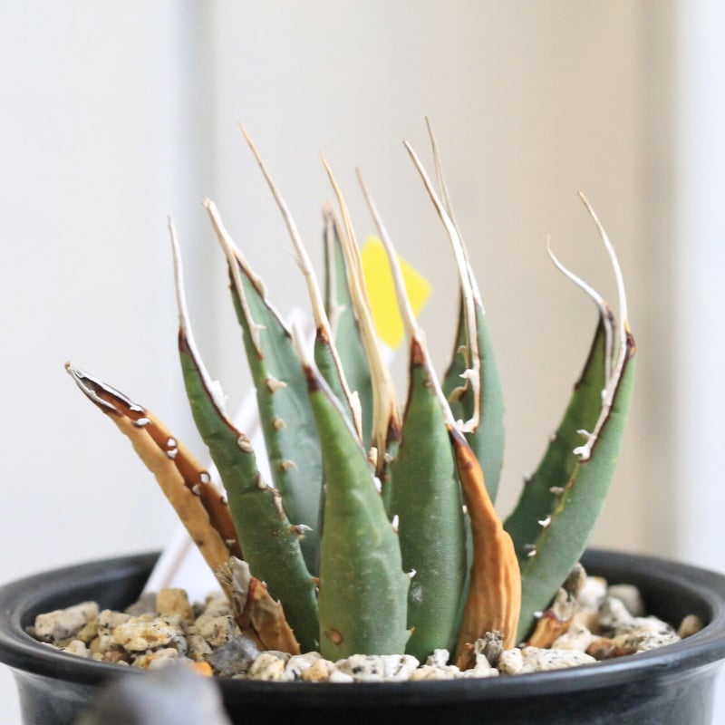 アガベ！ユタエンシス！ アガベ ユタエンシス カイバベンシス | hanayoshi-botanical