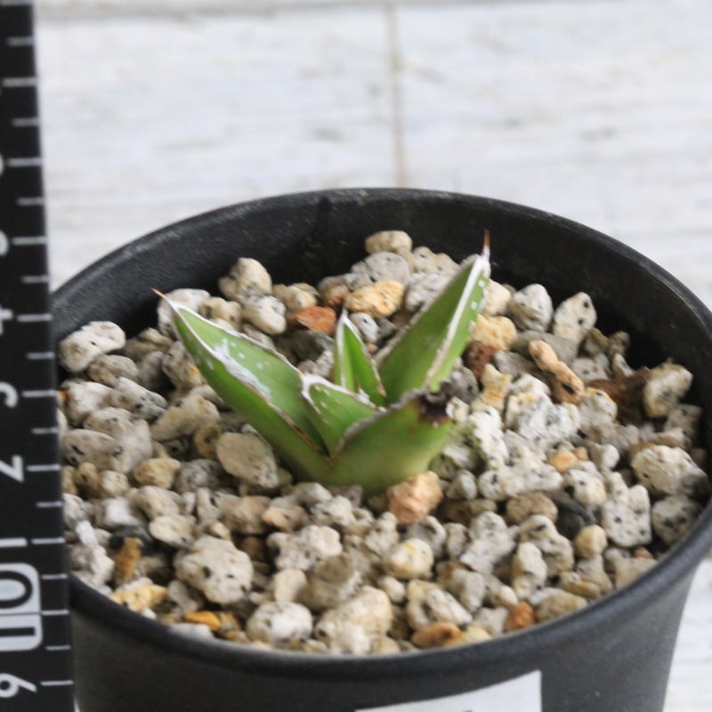 アガベ 特選姫笹の雪 スノーボール① | hanayoshi-botanical