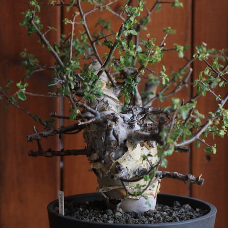 Commiphora　kataf 　コミフォラ　カタフ