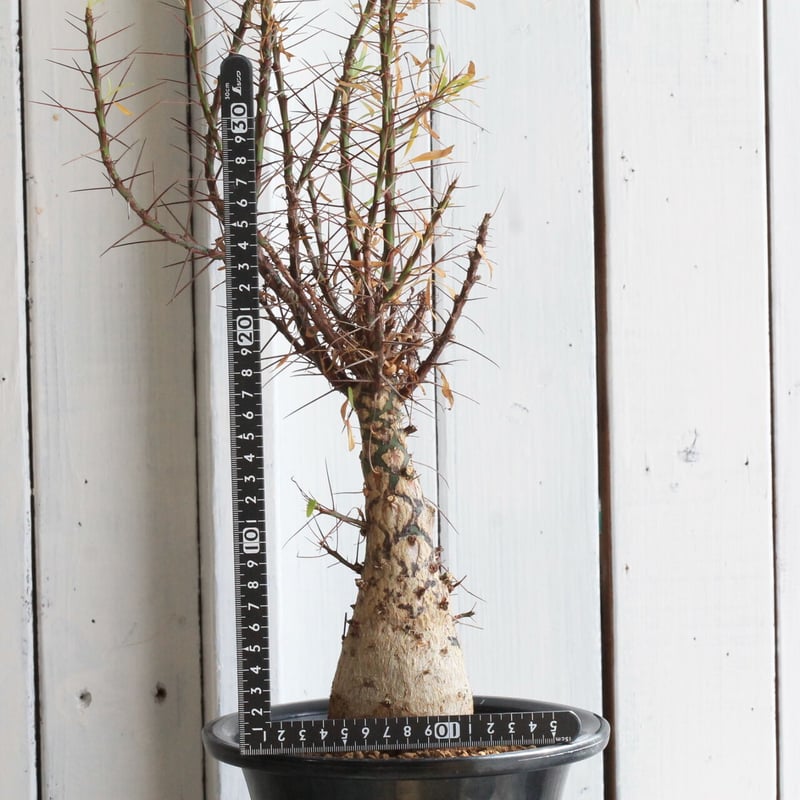 フォークイエリア プルプシー | hanayoshi-botanical