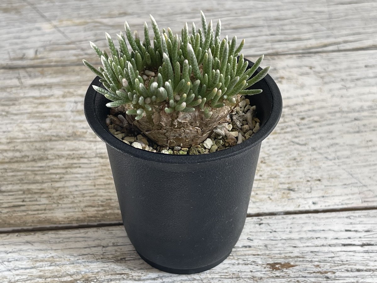 アボニア アルストニー | hanayoshi-botanical