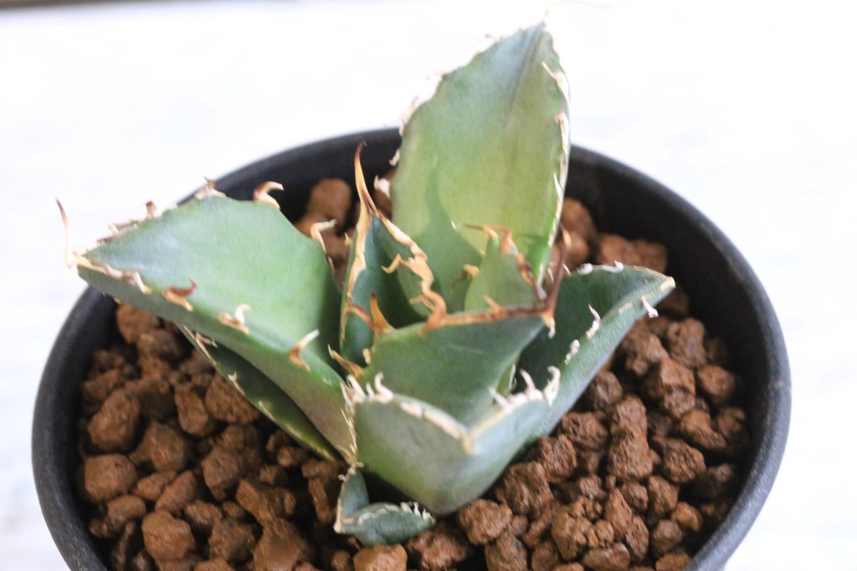 アガベ チタノタ スーパー白鯨 | hanayoshi-botanical