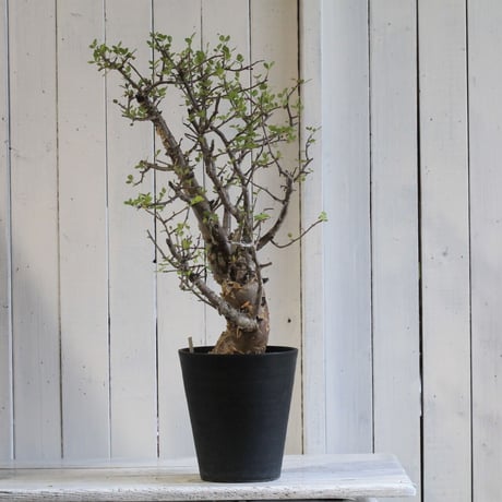 Bursera ファガロイデス