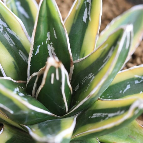 Agave 笹の雪 輝山