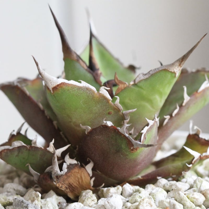 チタノタ　スーパーチタノタ　レア 特選”悪魔くん スーパーチタノタ バケモノ agave titanota