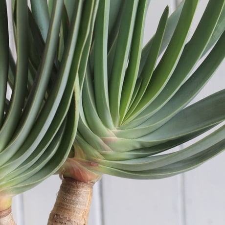 Aloe　プリカチリス