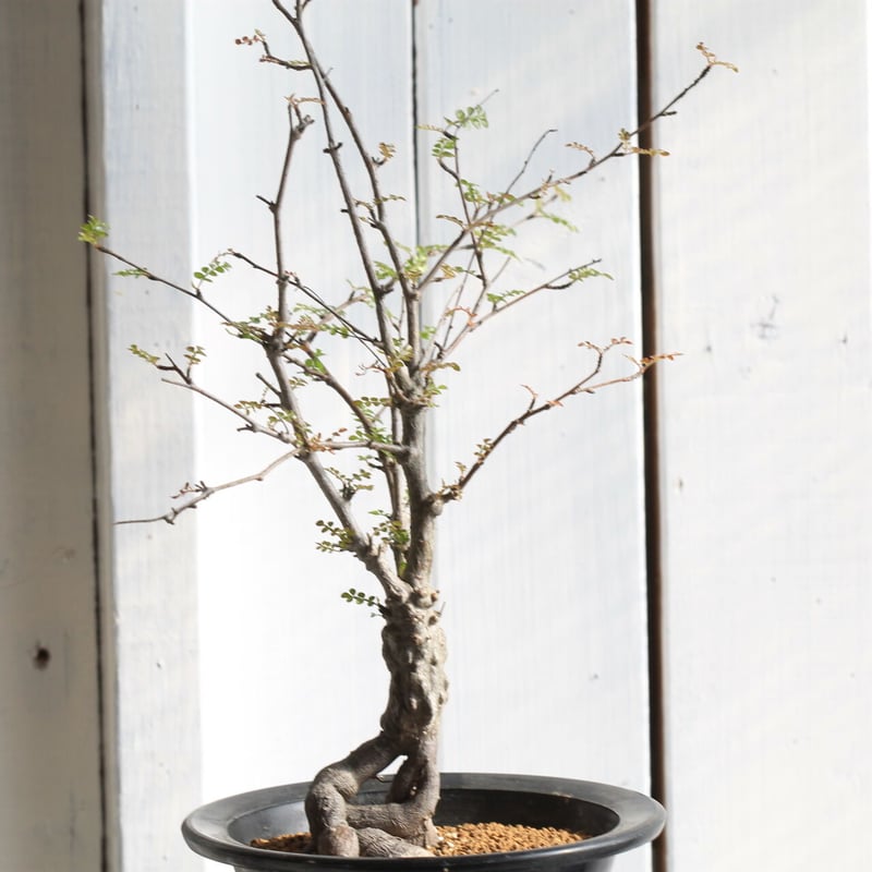 サマーセール！希少 hyb オペルクリカリア デカリー × ボレアリス 銅葉 3 オペルクリカリア ボレアリス Operculicarya borealis 20200523