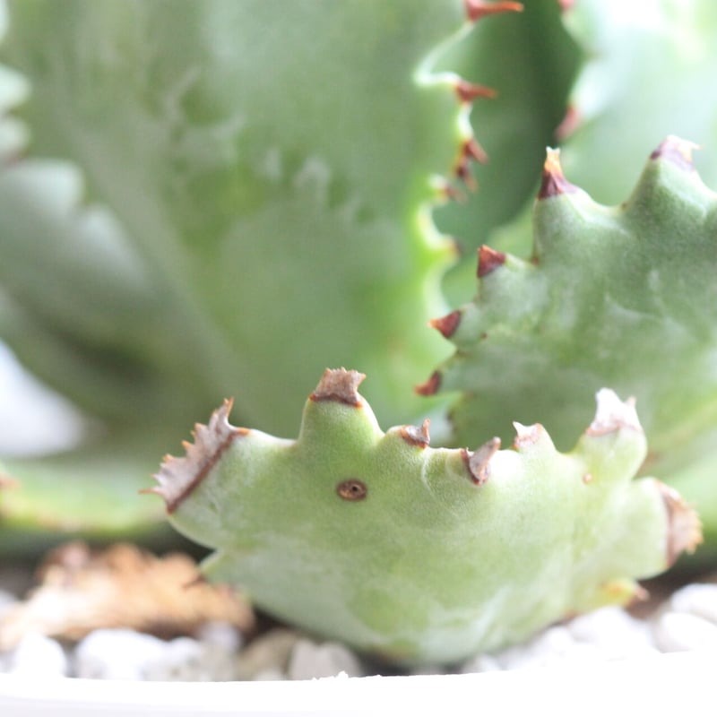 アガベ、カブトガニ アガベ カブトガニ | hanayoshi-botanical