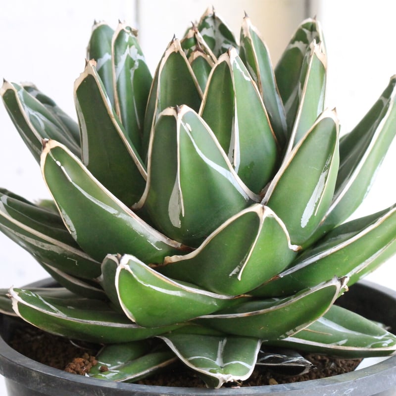 アガベ 笹の雪 特ワイド 濃ペンキ | hanayoshi-botanical