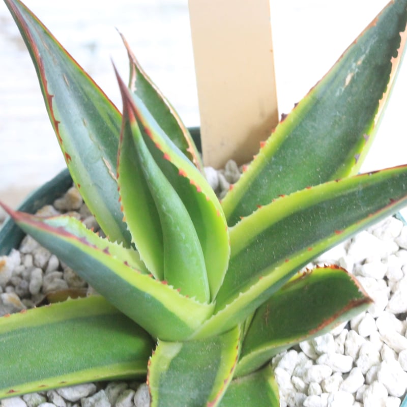 アガベ サングロー① | hanayoshi-botanical