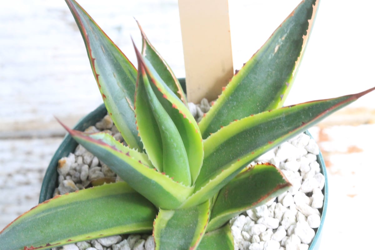 アガベ サングロー① | hanayoshi-botanical