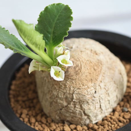 Euphorbia　プリムリフォリア