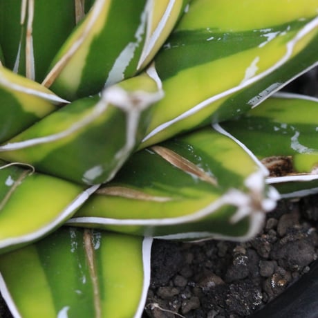Agave 輝山