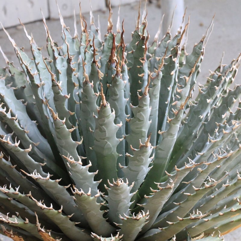 アガベ　チタノタ　ユタエンシス×イシスメンシス　#019 Agave titanota×isithmensis Hyb /4号 ハイブリッド アガベ