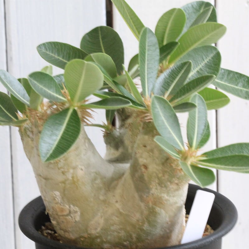 パキポディウム エブレネウム | hanayoshi-botanical