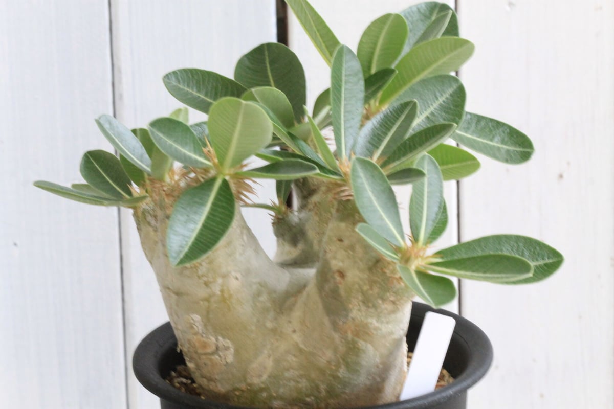 パキポディウム エブレネウム | hanayoshi-botanical